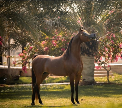 MT Era in foal to Ghaly Al Hawajer
