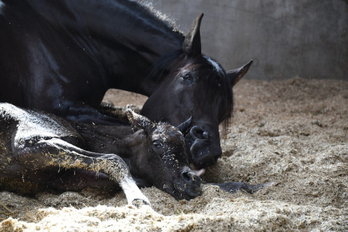 Our Bellagio filly is born
