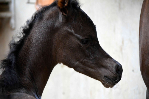 Black colt born